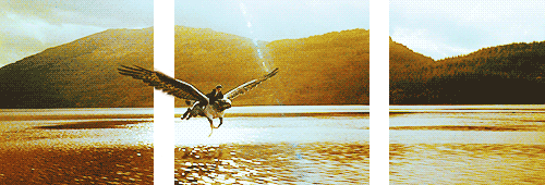 Harry Potter, Hippogriffes-Harry Potter, Hippogriffes 3D - Linee - Bande Effetti 3d Umorismo -  Fun 