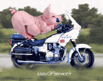 Humour - Fun Animaux Cochons Sangliers Serie 01 