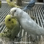 Umorismo -  Fun Animali Uccelli Pappagallo Peruche 