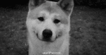 Humor -  Fun Animals Dogs 03 