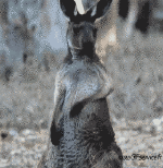 Humor -  Fun Tiere Känguru 01 