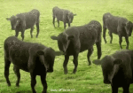 Humor -  Fun Animals Cows 01 