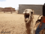 Humor -  Fun Tiere Kamele 01 