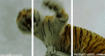 Tigre-Humor -  Fun 3d Effekte 3D - Linien - Bänder 
