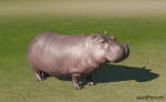 Humor - Fun Animales Hipopótamos 01 