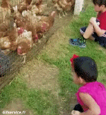 Humor -  Fun Tiere Geflügel Hähne - Hühner 