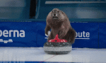 Curling-Multi Média Chaines -  TV France France 3 Les Marmottes Sports 