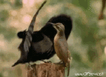 Umorismo -  Fun Animali Uccelli Vari 