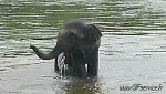 Humor - Fun Animales Elefantes 01 