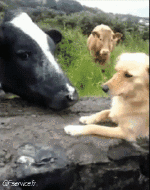 Humour - Fun Animaux Vaches 01 
