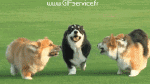 Humor -  Fun Tiere Hunde 03 