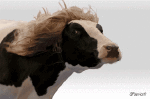 Humor - Fun Animales Vacas 01 