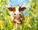 Humor - Fun Animales Vacas 01 