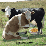 Humour - Fun Animaux Vaches 01 