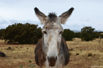 Humor -  Fun Animals Donkeys 01 