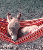 Humor -  Fun Animals Donkeys 01 