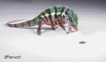Humor -  Fun Tiere Chameleon 01 