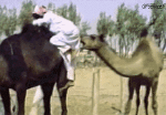 Humor - Fun Animales Camellos 01 