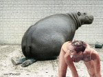 Humor - Fun Animales Hipopótamos 01 