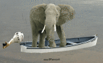 Umorismo -  Fun Animali Elefanti 01 