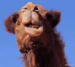 Humor - Fun Animales Camellos 01 