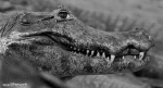 Humor -  Fun Animals Crocodiles - Caiman 01 