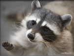 Humor -  Fun Animals Raccoons 01 