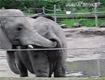 Humor - Fun Animales Elefantes 01 