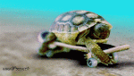 Humour - Fun Animaux Tortues Serie 01 