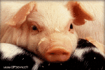 Humour - Fun Animaux Cochons Sangliers Serie 01 