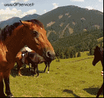 Humor -  Fun Tiere Pferde 01 